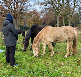 Soulhorses paardencoaching