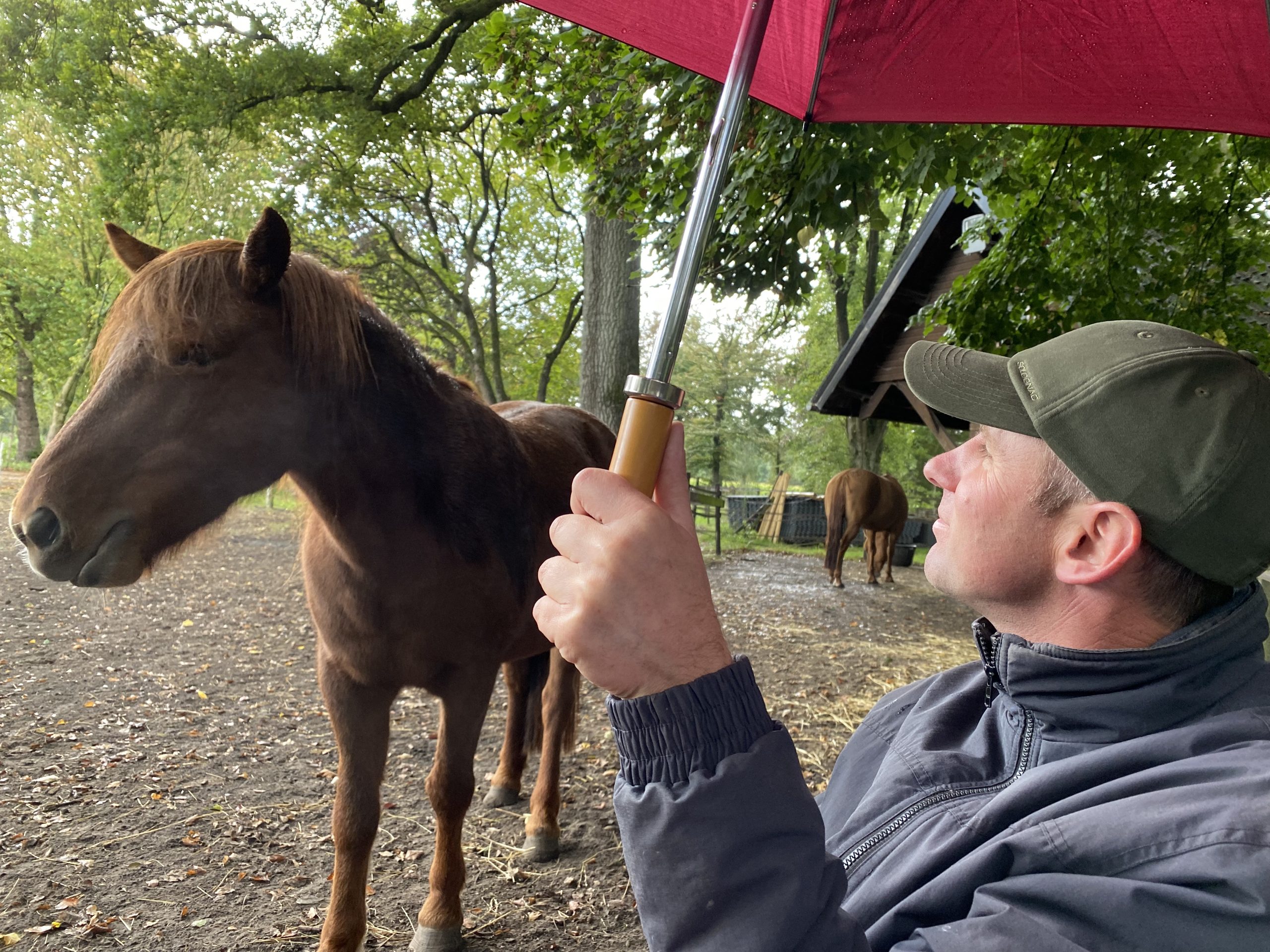 Soulhorses paardencoaching