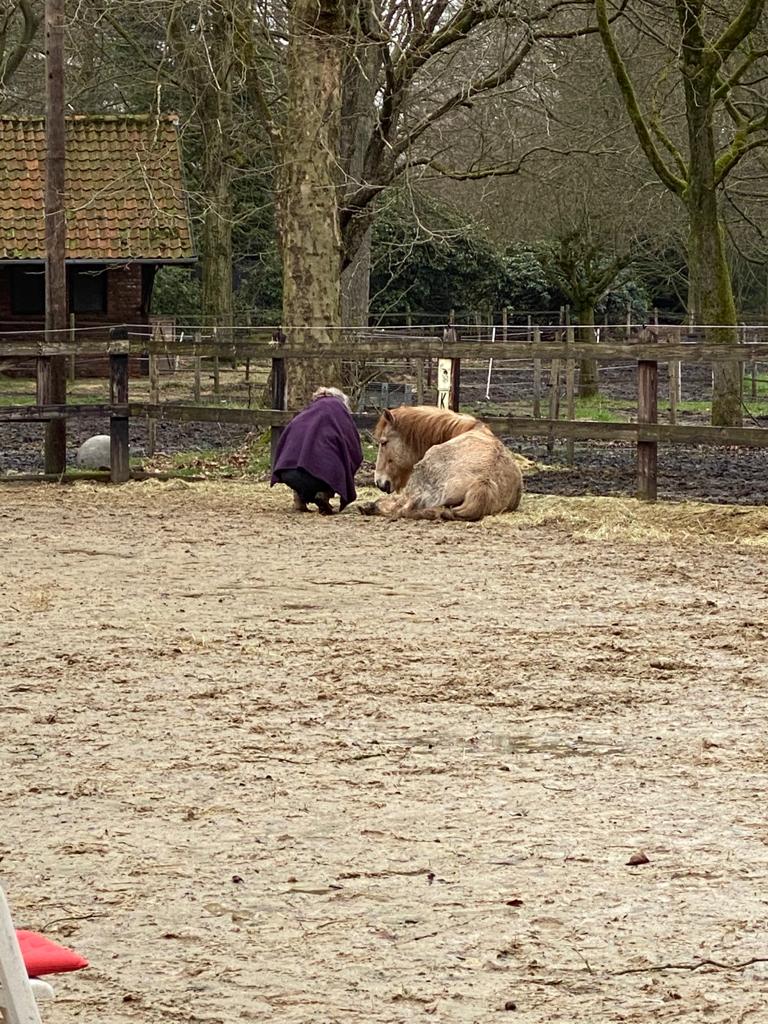 WhatsApp Image 2021-10-18 at 14.28.55 (2) paadencoaching soulhorses gierle